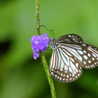 Ideopsis similis Linnaeus, 1764